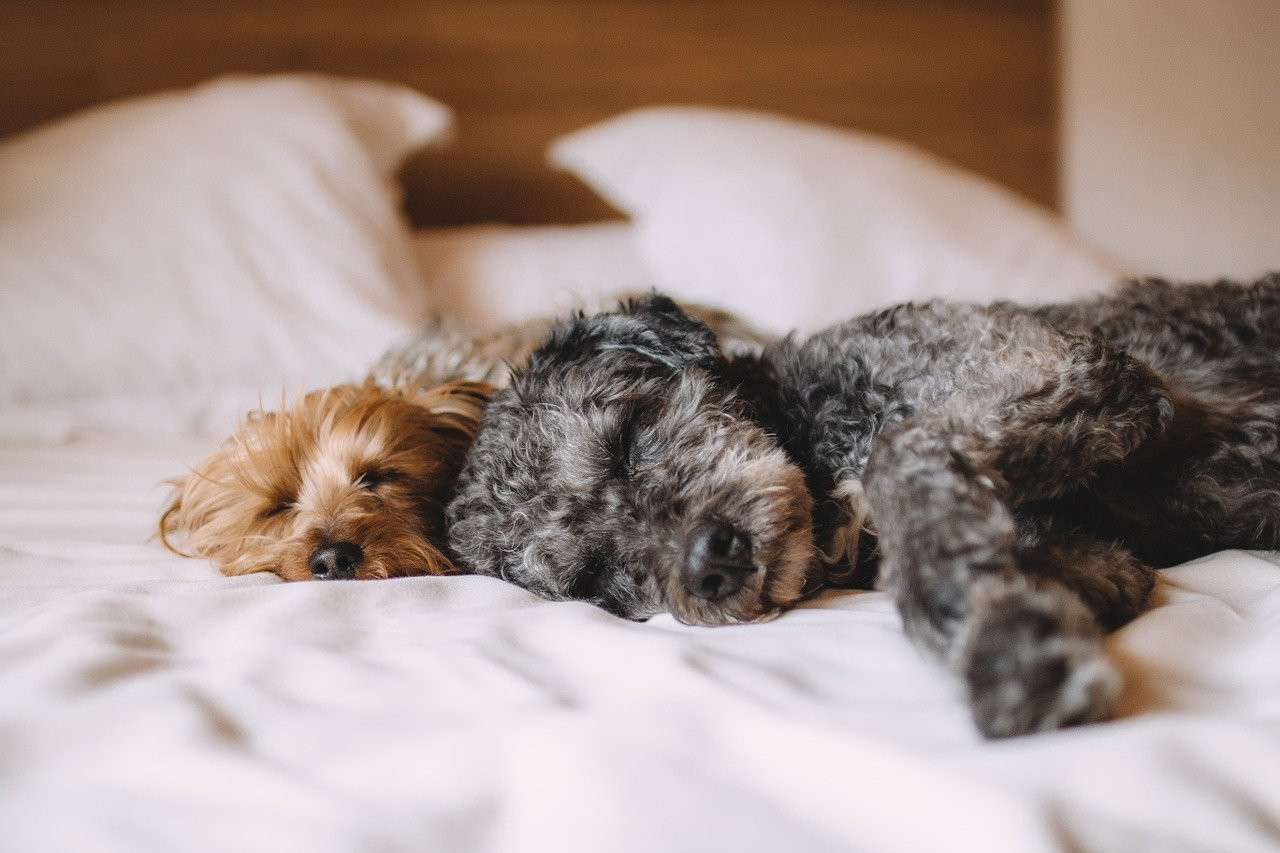 Quel aspirateur choisir si j’ai des animaux à la maison ?