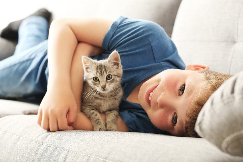 Comment enlever les poils de chat : 11 astuces contre les poils de chat