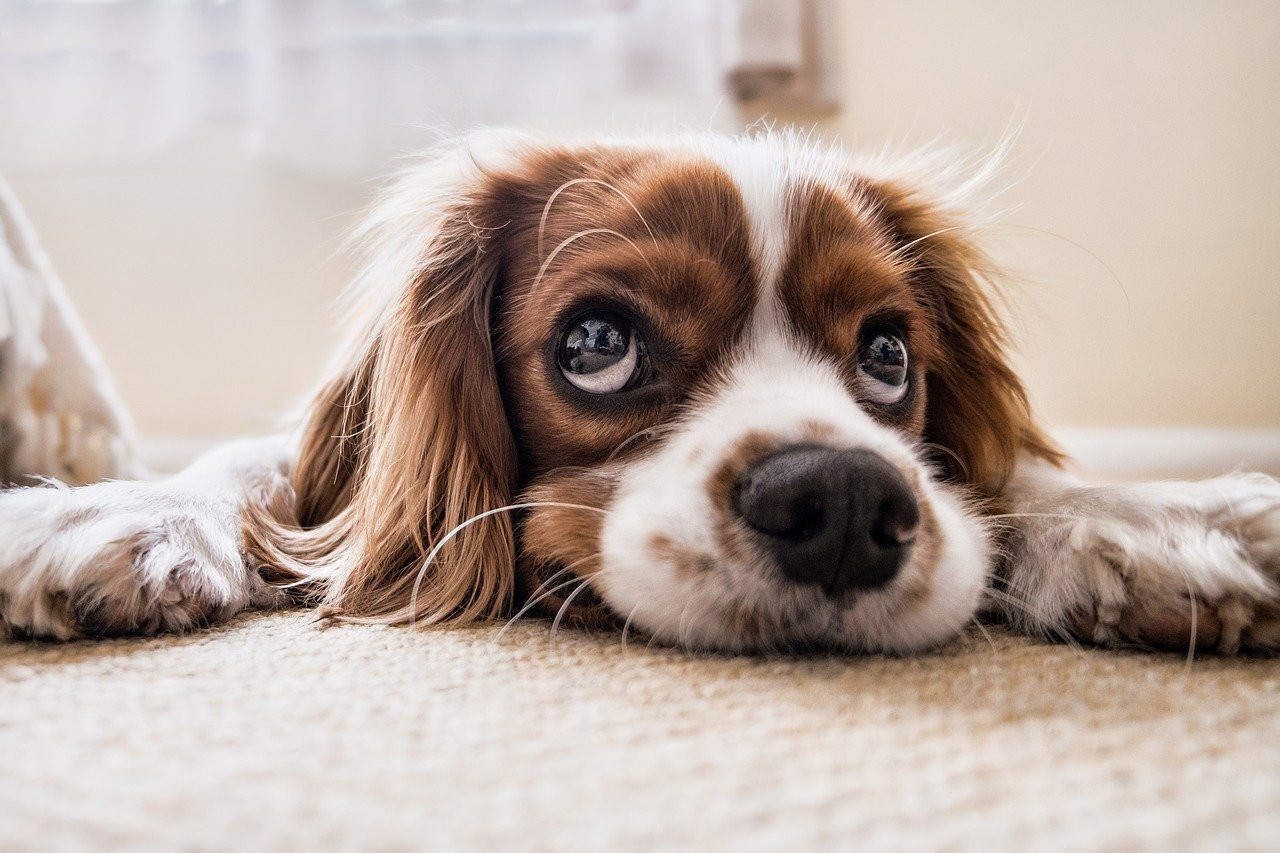 Découvrez les différents aspirateurs spécial animaux de Bissell