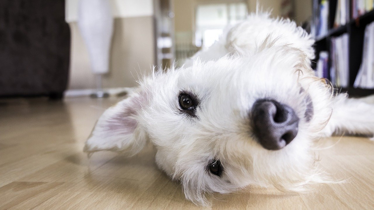 Comment entretenir sa maison au quotidien avec un animal ?