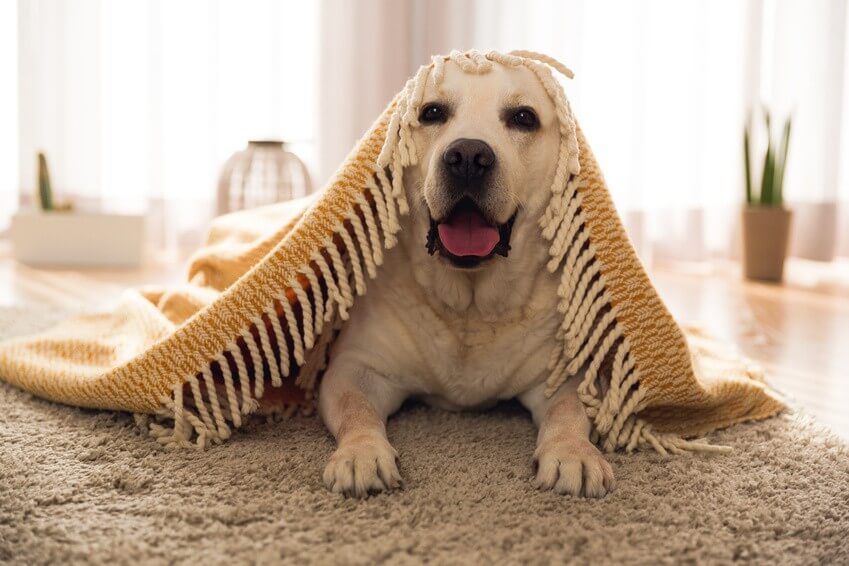 Lessiver un plafond : Gardez votre intérieur propre avec un chien à la maison